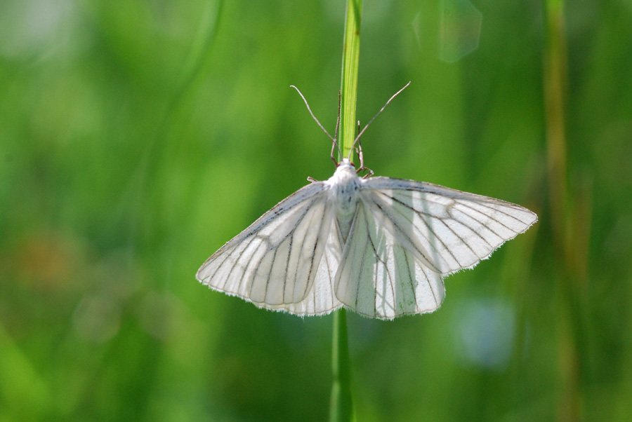 farfalla da identificare - Siona lineata